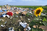 A sunflower rises in a field in front of debris from a plane crash.