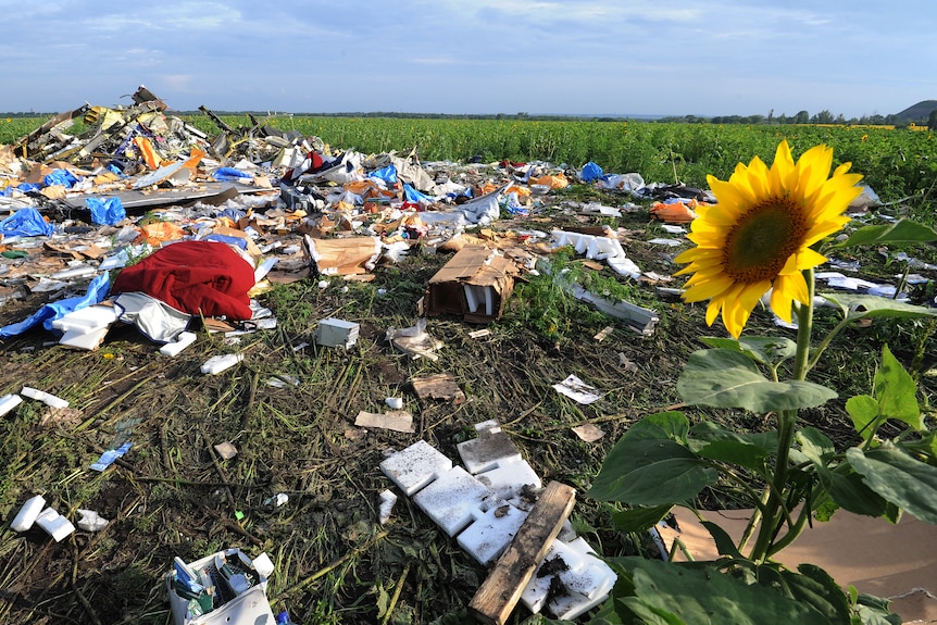 A sunflower rises in a field in front of debris from a plane crash.
