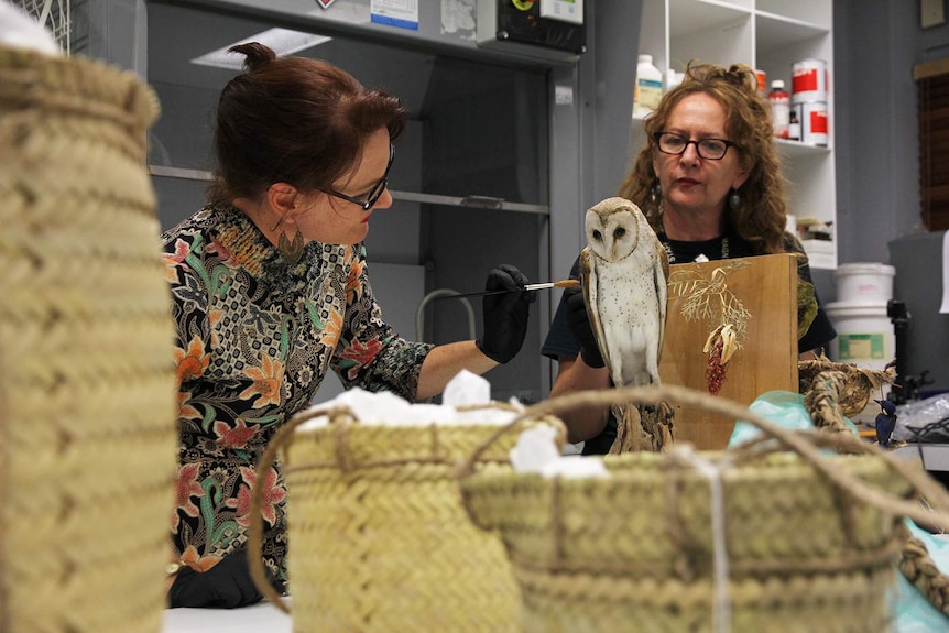 A photo of conservationists Lisa Nolan and Carolyn McLennan at work on a taxidermy owl.