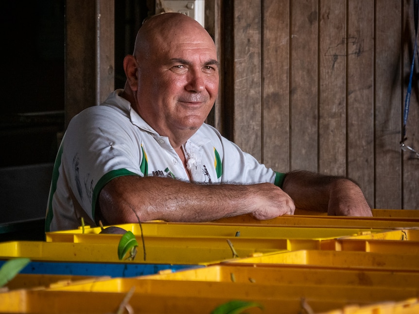 Man leaning on mango crates in packing shed