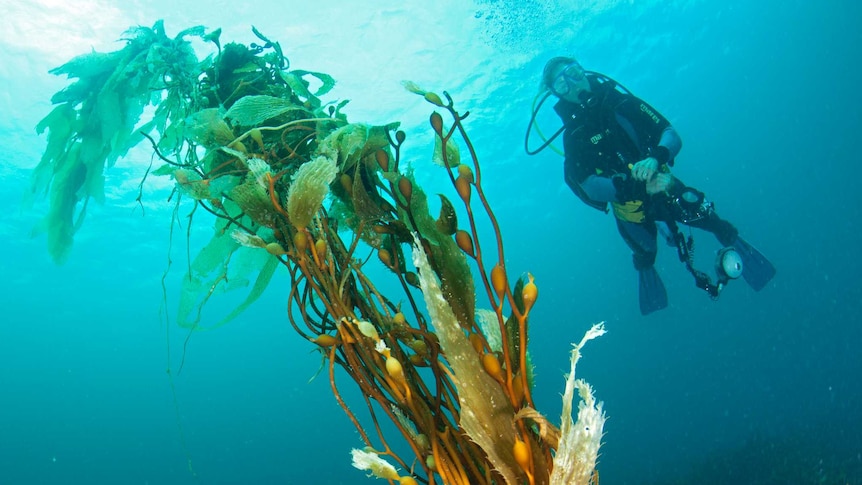 Researcher and giant kelp forest in Tasmania, 2019