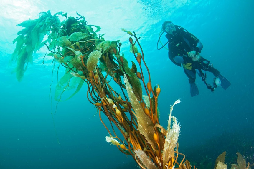 Researcher and giant kelp forest in Tasmania, 2019