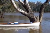 A koala climbs from a red gum tree into a canoe near Ulupna Island on the Murray River.