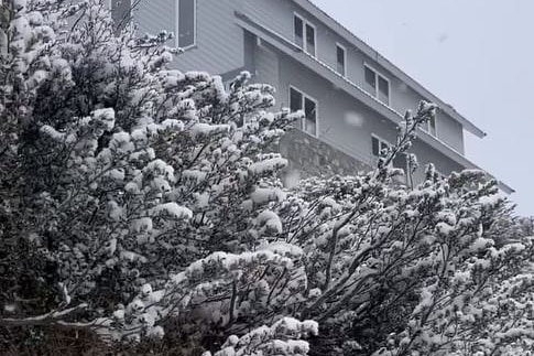 snow on a tree and a building