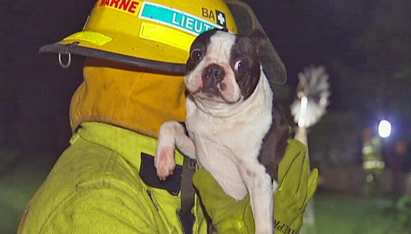 Puppies rescued from house fire - ABC News