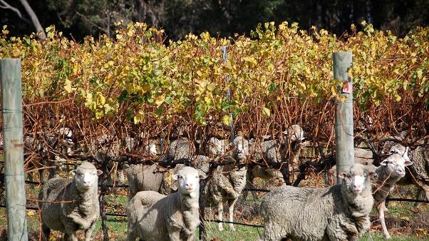 Jan and Merv Smith property, where they run some sheep among the vines.