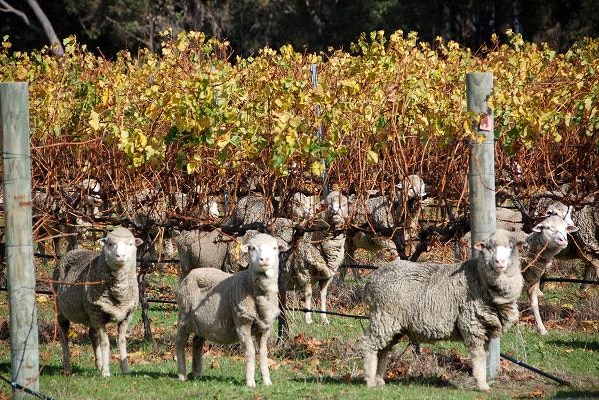 Jan and Merv Smith's property, where they run some sheep among the vines.