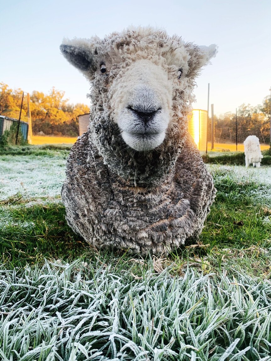 A ram sits in frosty grass.