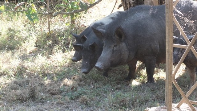 three feral pigs standing in a row