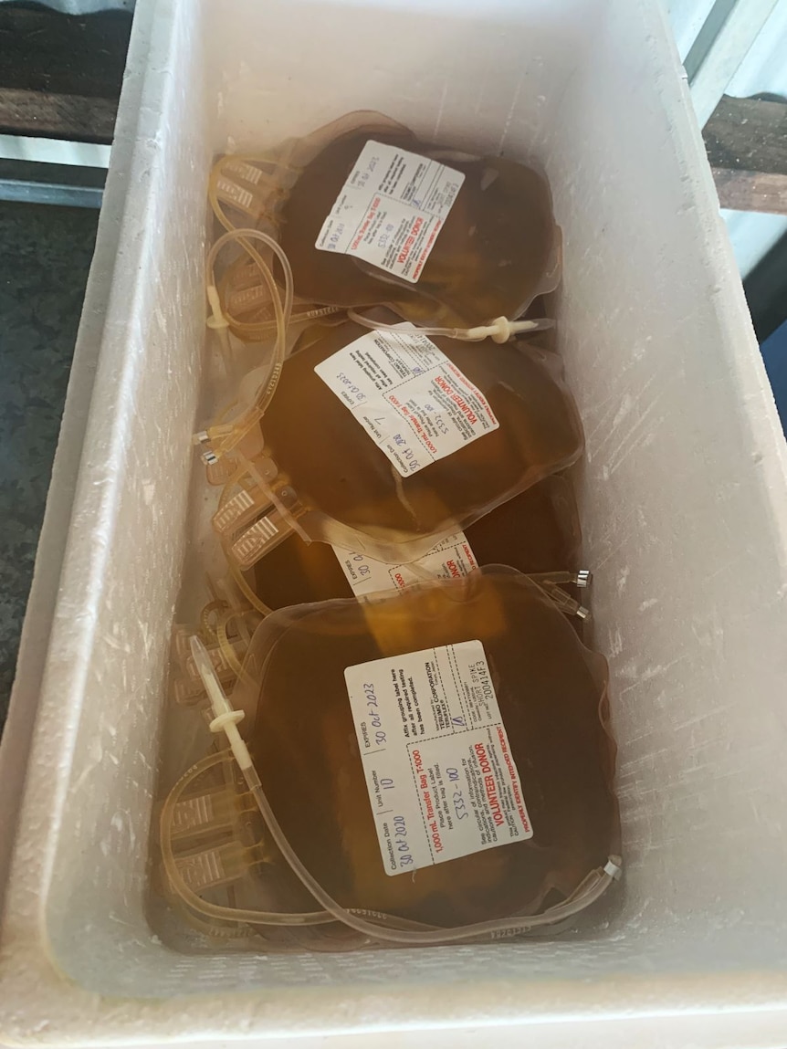 A polystyrene tub of blood bags filled with light brown plasma.