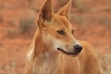 Dingoes will be reclassified as non-native in Western Australia from 2019.