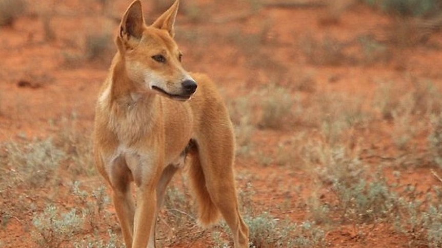 Dingoes will be reclassified as non-native in Western Australia from 2019.