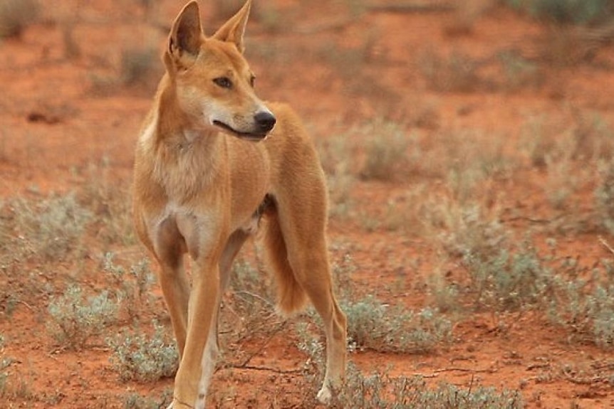 Dingo looking out over the outback