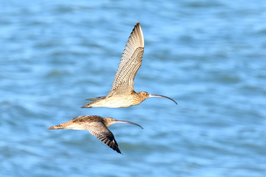 Two Eastern curlews are seen flying above water