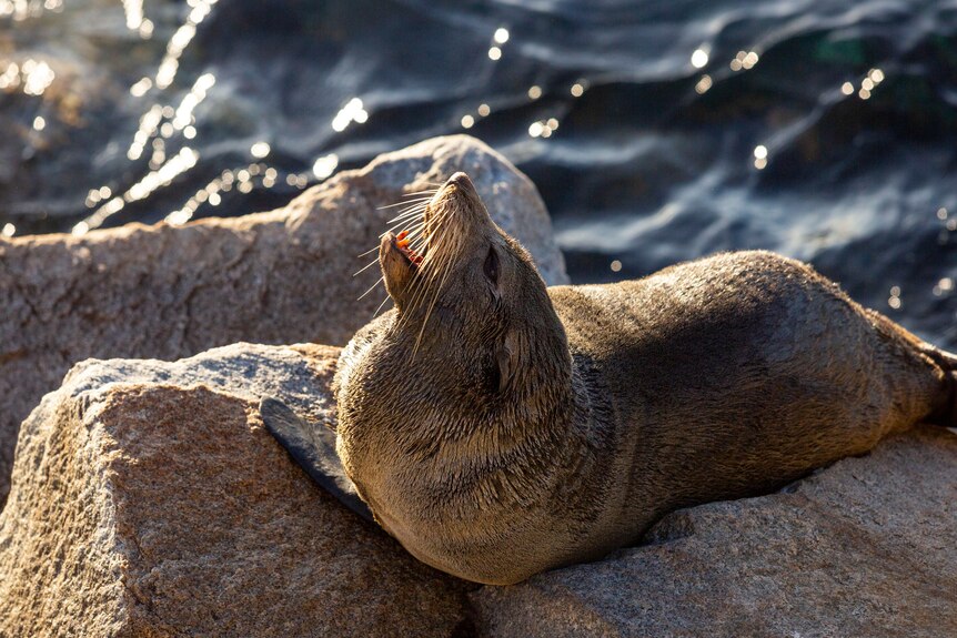 A seal lies on a rock with its mouth open and its nose pointed up.