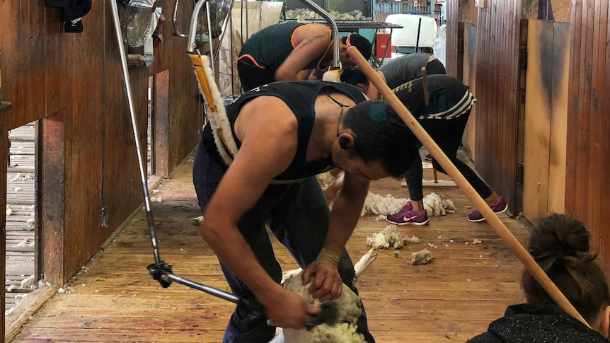 A crew of three men each shearing a sheep, with their rousabouts standing by to collect the fleece