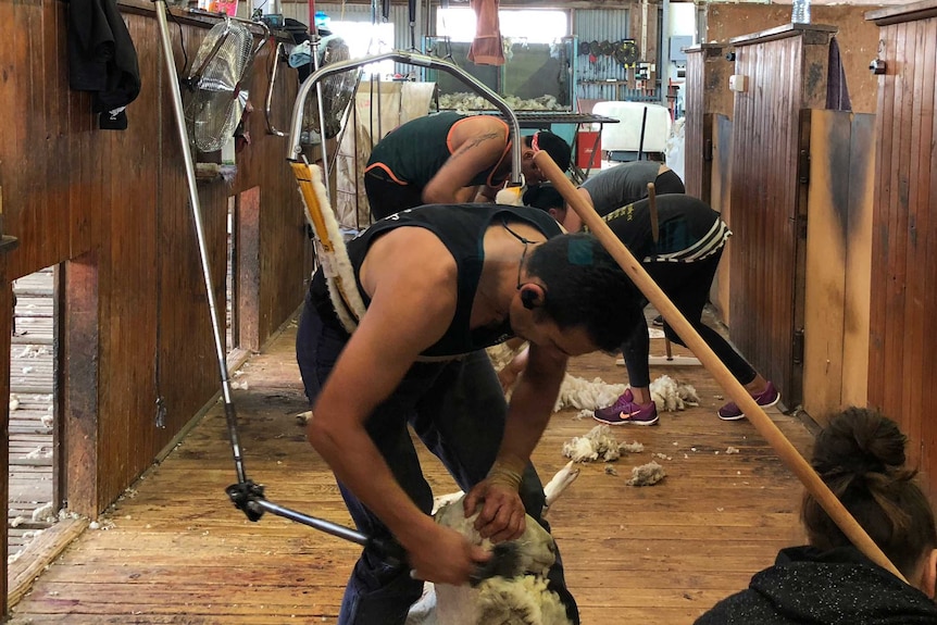 A crew of three men each shearing a sheep, with their rousabouts standing by to collect the fleece