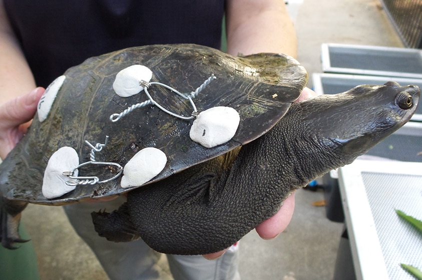 A turtle with a cracked shell being cared for at Currumbin Wildlife Hospital