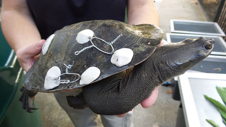 A turtle with a cracked shell being cared for at Currumbin Wildlife Hospital