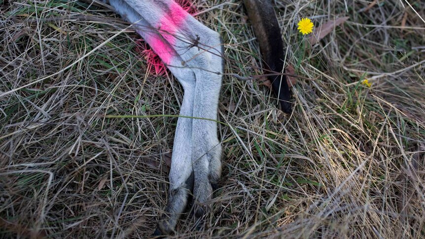 A close-up of a roo's hind legs and tail lie in the grass, marked with pink spray paint and next to a small yellow flower.