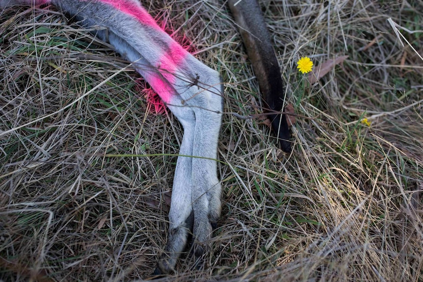 A close-up of a roo's hind legs and tail lie in the grass, marked with pink spray paint and next to a small yellow flower.