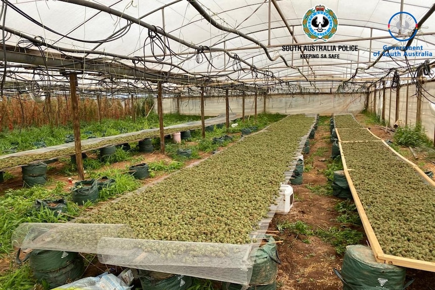 Cannabis growing and drying in a greenhouse