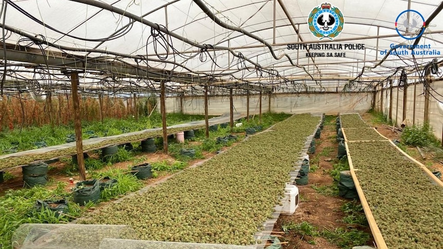 Cannabis growing and drying in a greenhouse