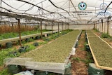 Cannabis growing and drying in a greenhouse