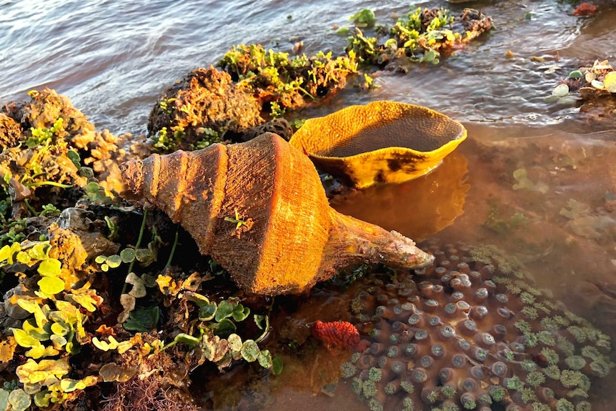 A large conch shell rests above water on top of coral in shallow reef waters.