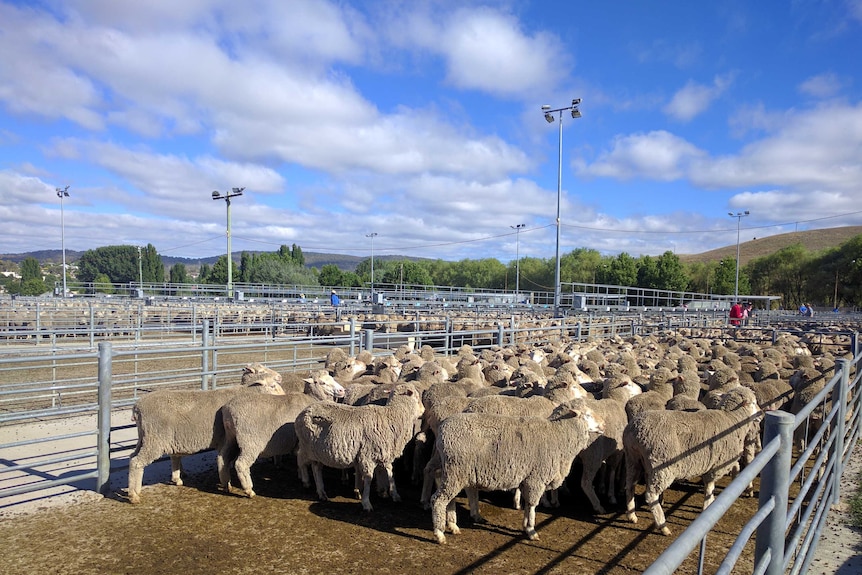 A flock of sheep huddle together enclosed in steel yards under a cloudy sky.