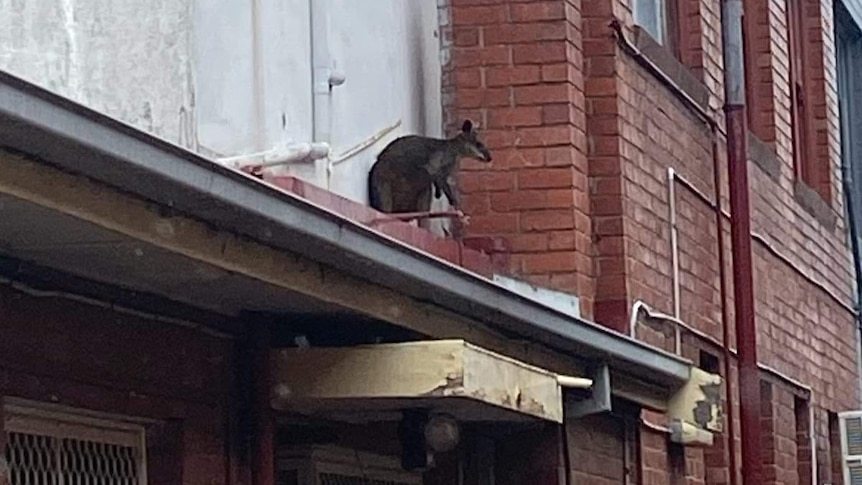 A wallaby perches atop a Geelong storefront roof waiting for rescue. 