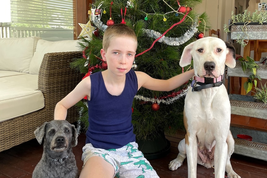 Rupert with dogs Asterix and Blitzen with Christmas tree.