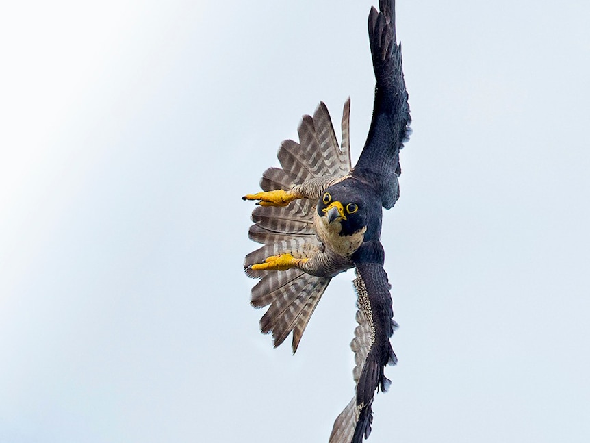 A bird of prey in flight, its body held vertically in the air as it looks at the camera.