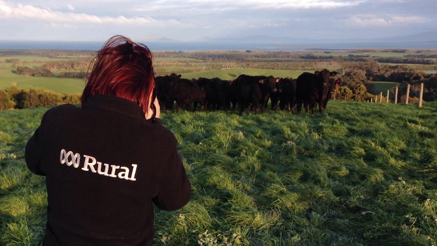 Rural reporter Laura Poole takes a photo of Paul Crock's beef cattle at his farm at Fish Creek, in South Gippsland.