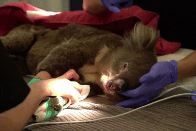 A animated gif of a koala on a vet bench getting ointment rubbed on its nose
