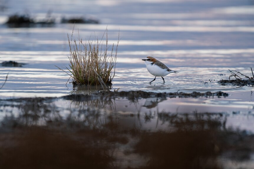 a bird walking on the edge of water
