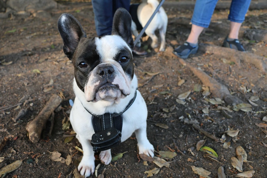 French bulldog Zella poses for the camera at Hawthorne Canal Reserve in Sydney