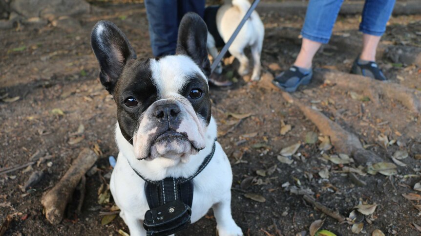 French bulldog Zella poses for the camera at Hawthorne Canal Reserve in Sydney