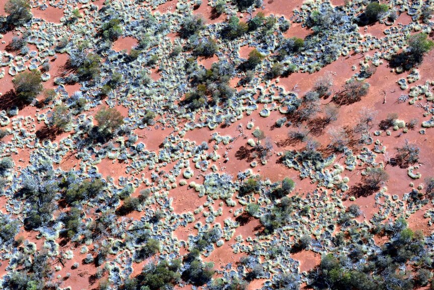 An aerial photograph showing the pattern created by 'fairy circles'.