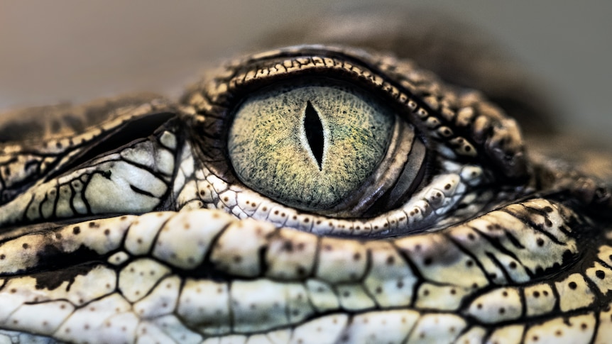 An extreme closeup of a crocodile's eye.