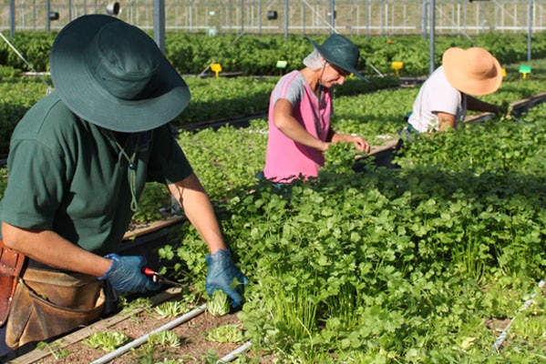 Workers harvesting herbs
