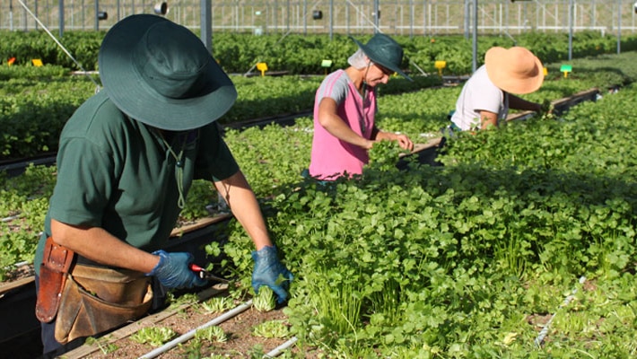 Workers harvesting herbs