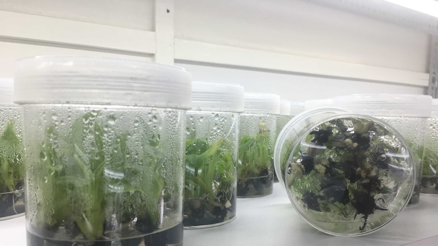 Banana plants raised under tissue culture