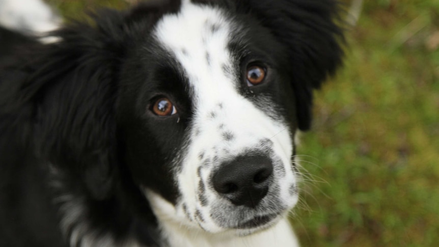 Zorro the sniffer puppy is being trained to find evidence of Tasmanian Masked Owls