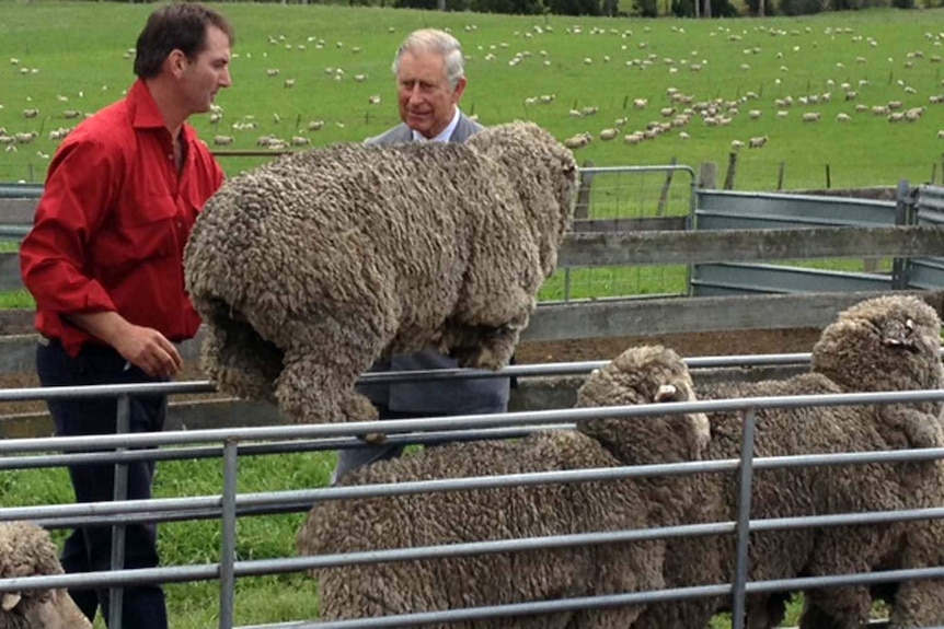 Prince Charles has a look at some sheep