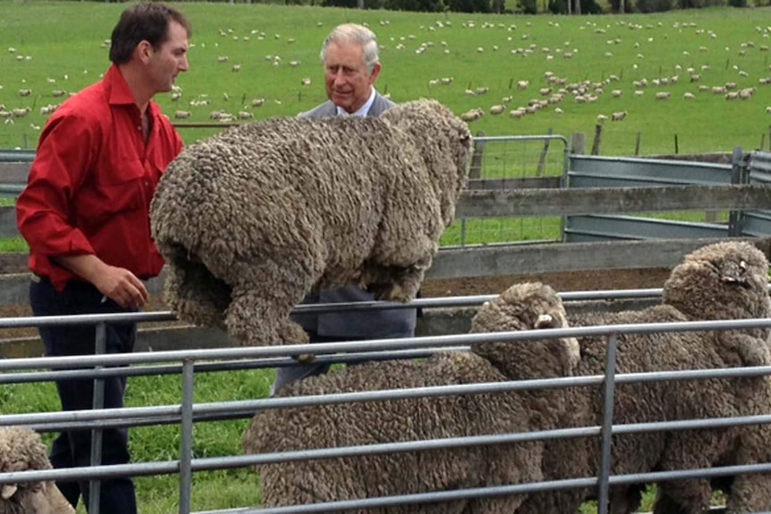 Sorell farmer Brent Thornbury explains the finer points of his flock to Prince Charles.