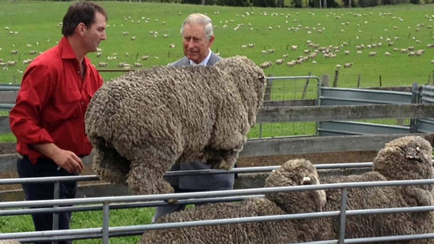 Sorell farmer Brent Thornbury explains the finer points of his flock to Prince Charles.
