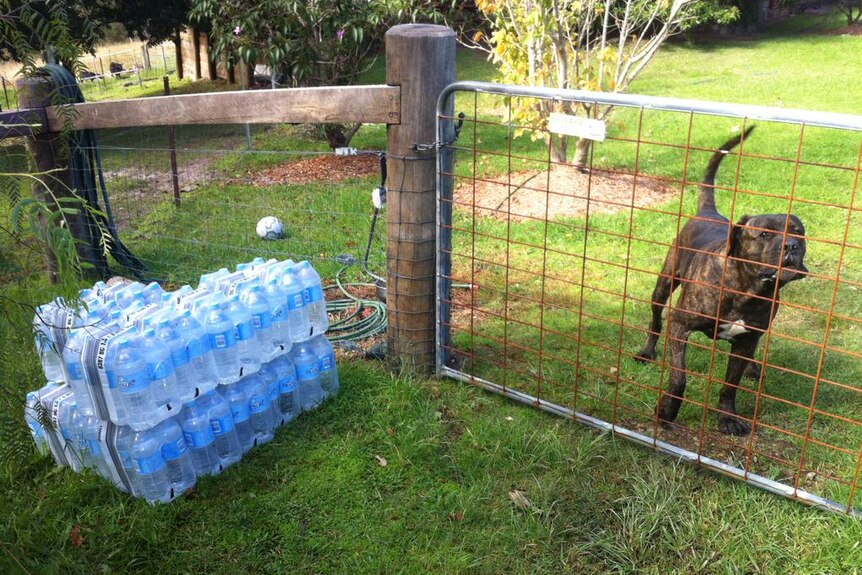 Dog at Clarencetown guards emergency supplies of water.
