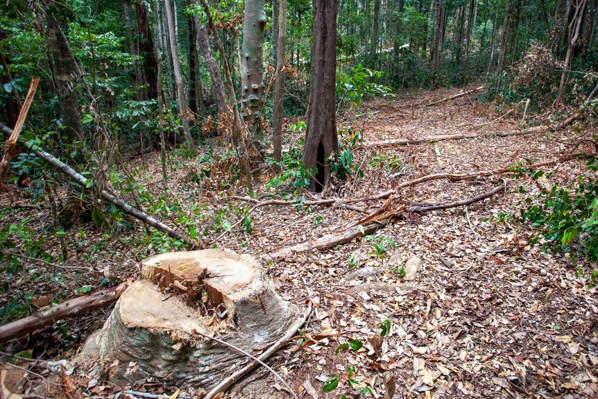 a felled tree stump in rainforest