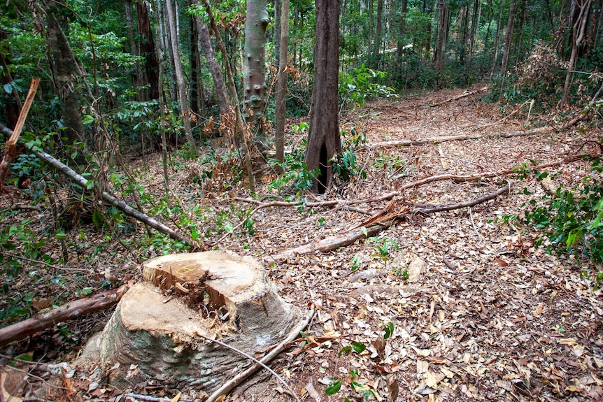un tocón de árbol talado en la selva tropical
